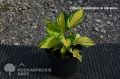 Funkia - Hosta GREAT EXPECTATIONS
