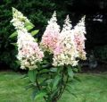 Hortensja bukietowa PINK LADY