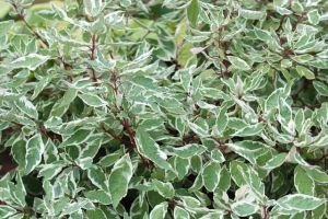 Weißer Hartriegel  SIBIRICA VARIEGATA