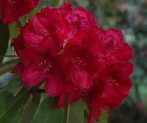 Rhododendron FRANCESKA
