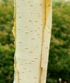 Brzoza PAPIEROWA