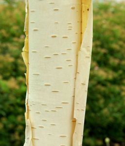 Papier-Birke