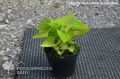 Brunnera DIANE'S GOLD