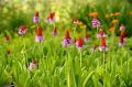 PIERWIOSNEK VIALA RED HOT POKER