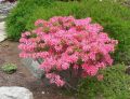 AZALIA wielkokwiatowa ROSY LIGHTS