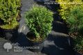 Thuja HOSERI