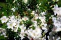 Azalia japońska ALBIFLORUM