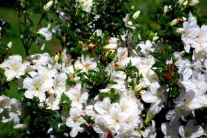 Japanische Azalee ALBIFLORUM