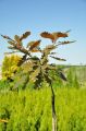Dąb PURPUROWY