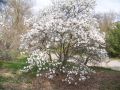 Magnolia Stellata ROYAL STAR