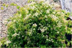 Gewundene Spirea CRISPA