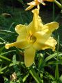 Liliowiec Ogrodowy SUMMER SPLENDOR