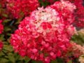 Hortensja Bukietowa DIAMANT ROUGE