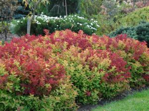 Japanische Spirea MACROPHYLLA