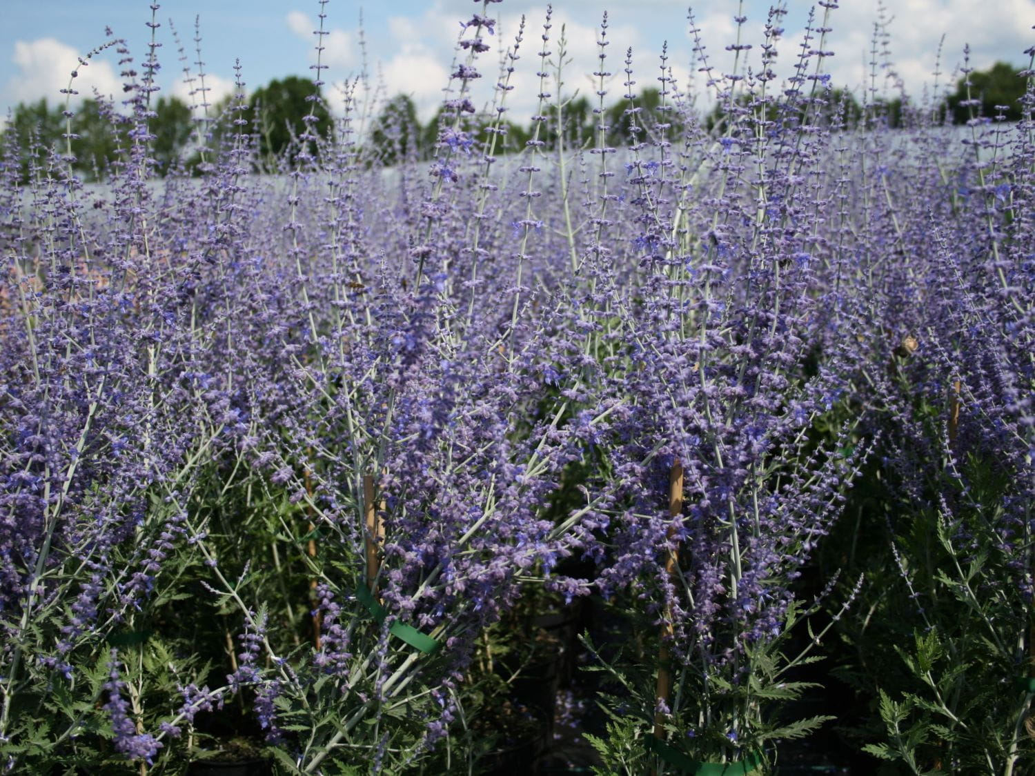 Perovskia łobodolistna BLUE SPIRE