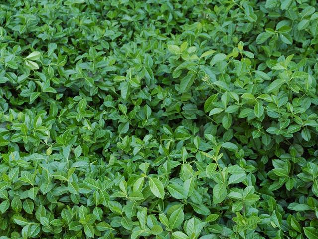 Trzmielina Fortune'a COLORATUS