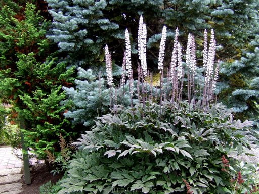 Pluskwica Prosta ATROPURPUREA