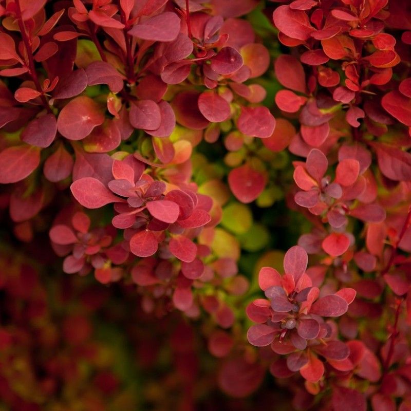 Berberys Thunberga RED ROCKET
