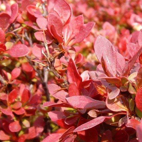 Berberys Thunberga ADMIRATION
