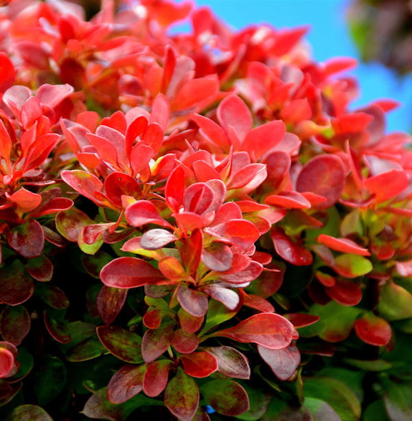 Berberys Thunberga ORANGE ICE