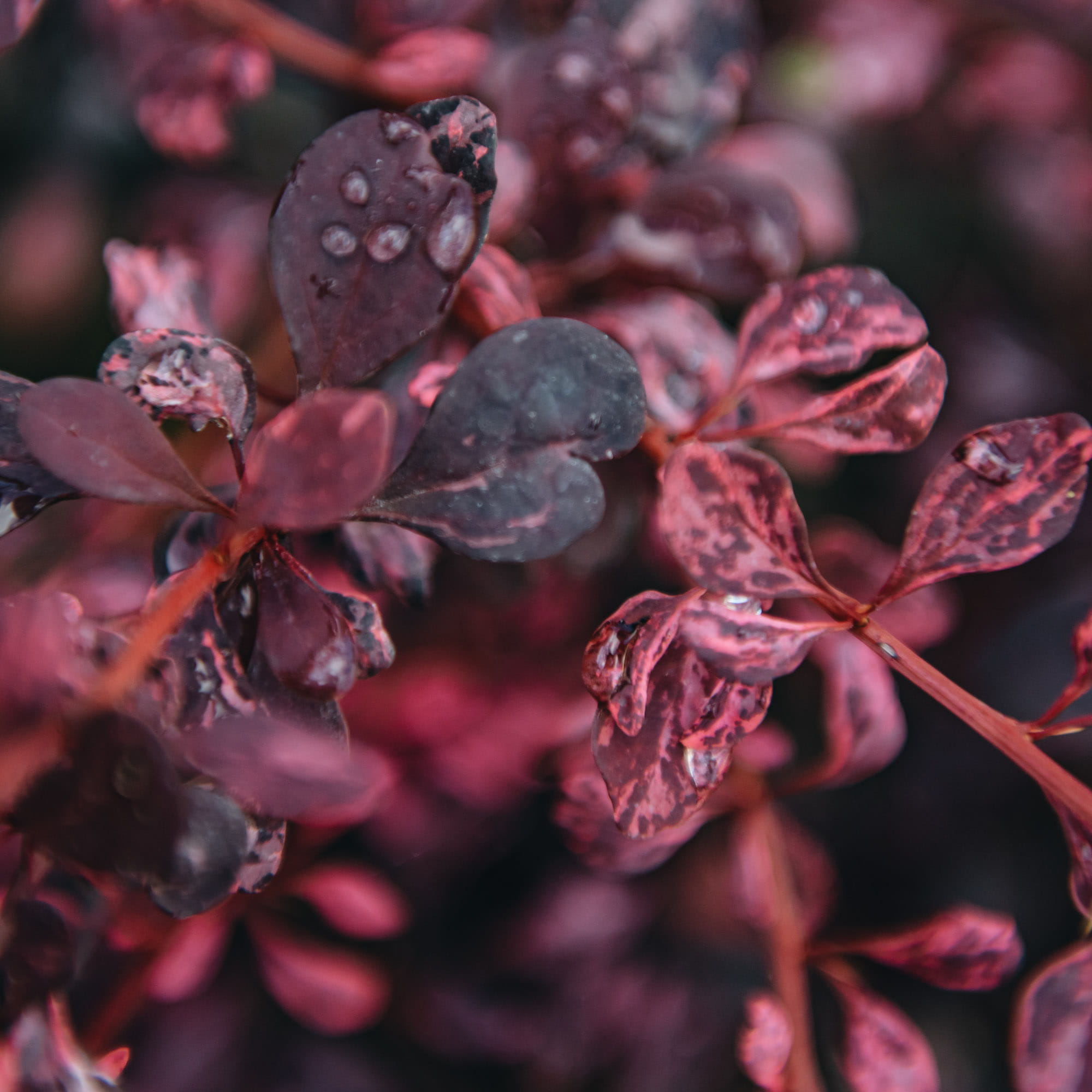 Berberys Thunberga ROSE GLOW