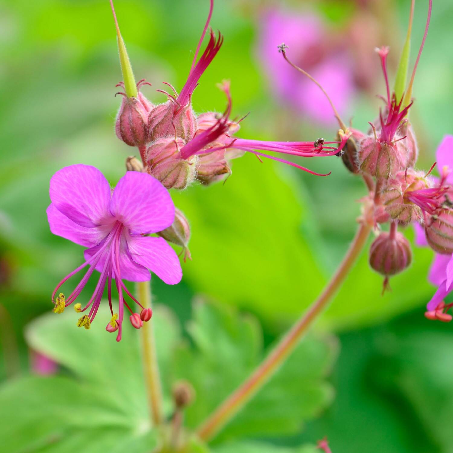 Bodziszek korzeniasty GERANIUM MARORRHIZUM