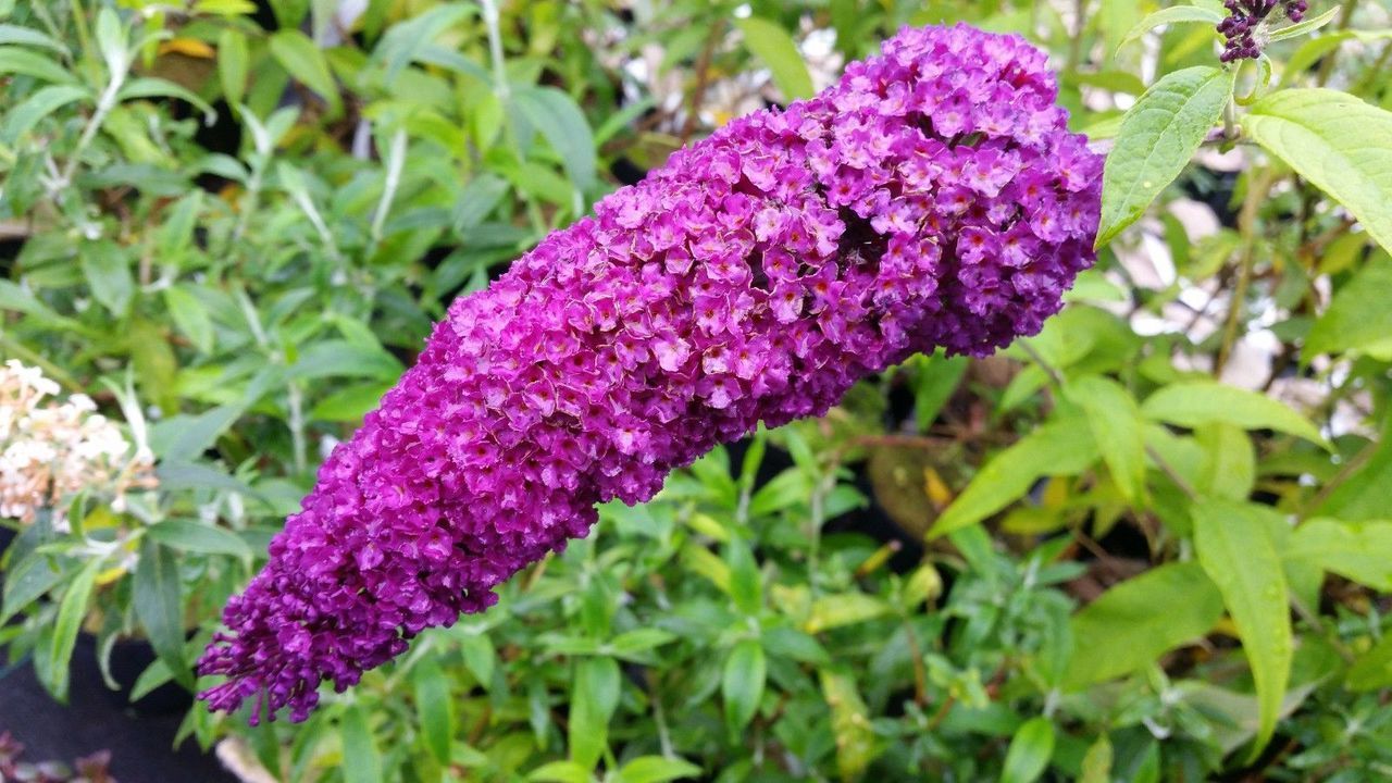Budleja Dawida ROYAL RED