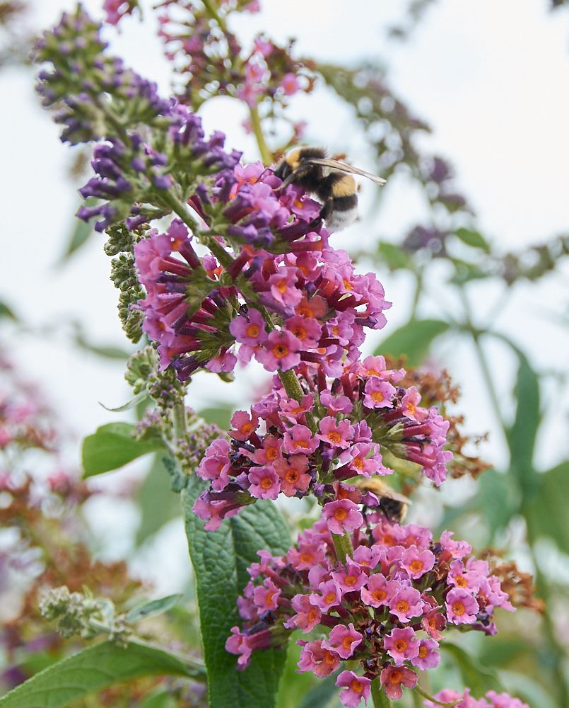 Budleja dwukolorowa Flower Power