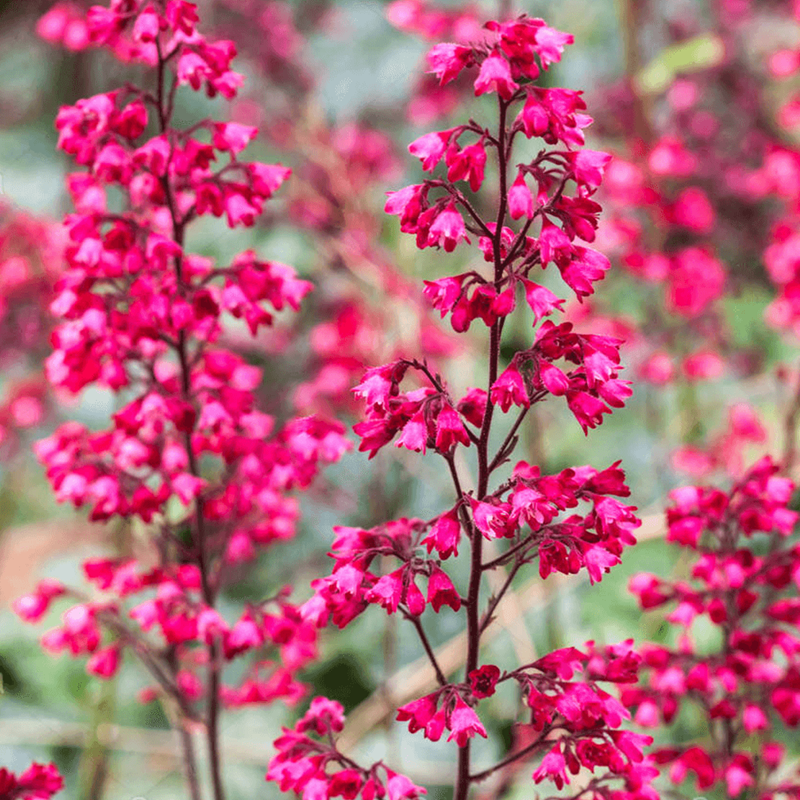 Żurawka Heuchera PARIS