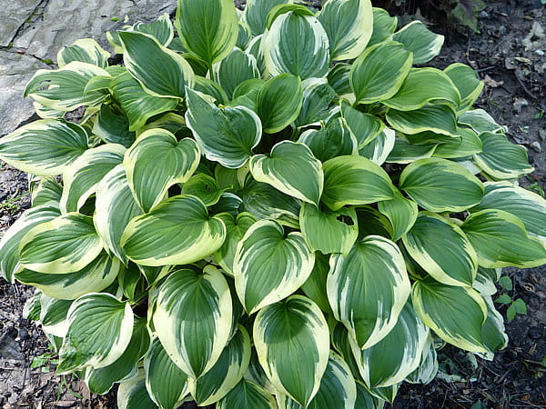 Funkia - HOSTA EMILY DICKINSON