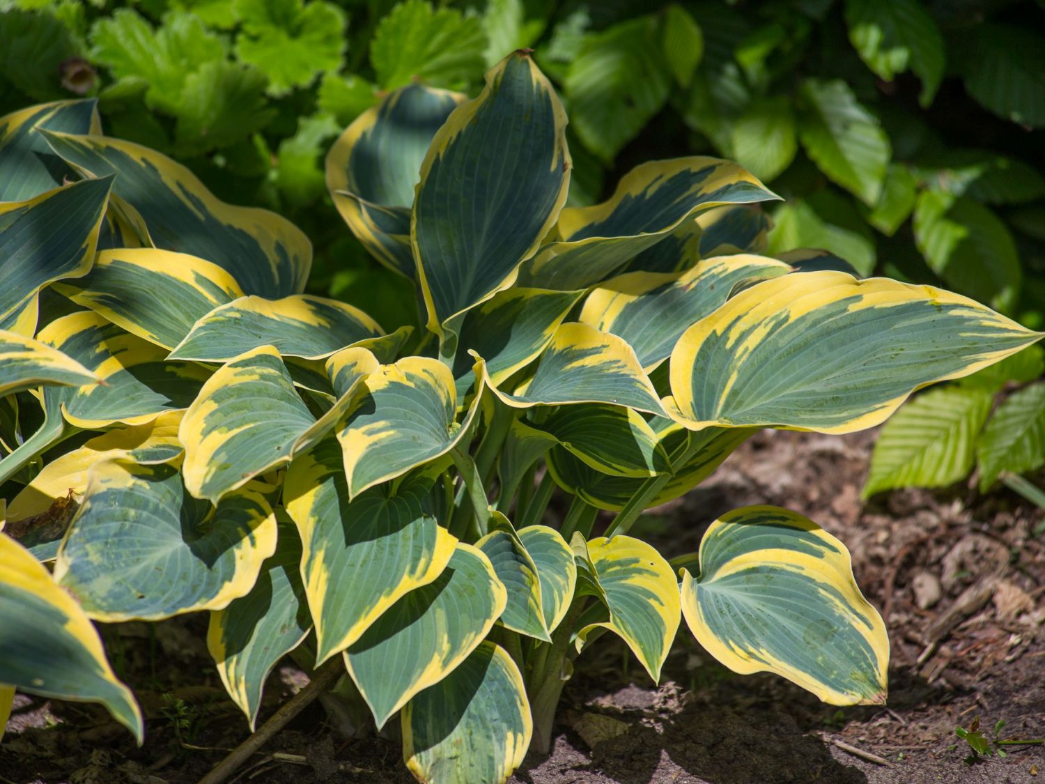 Funkia - HOSTA FIRST FROST