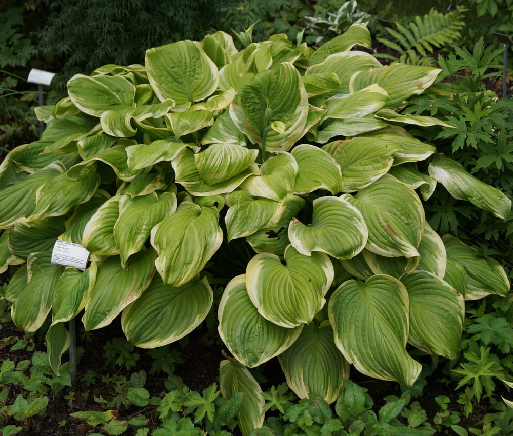 Funkia - HOSTA FRAGANT BOUQUET