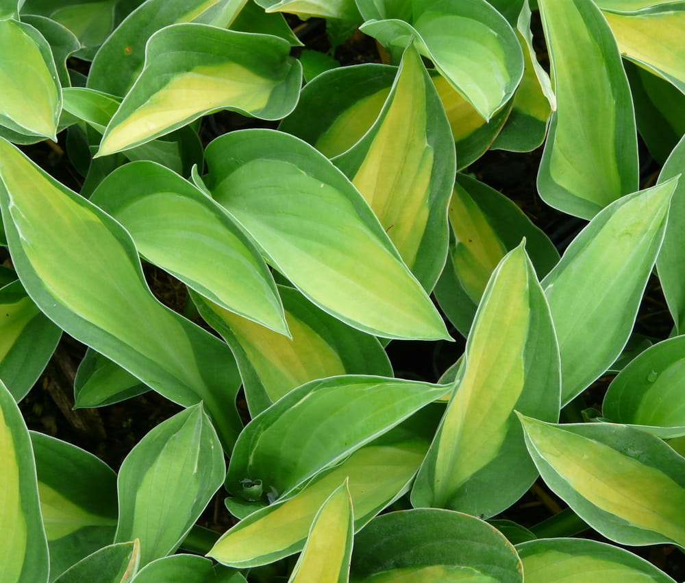 Funkia HOSTA GIPSY ROSE