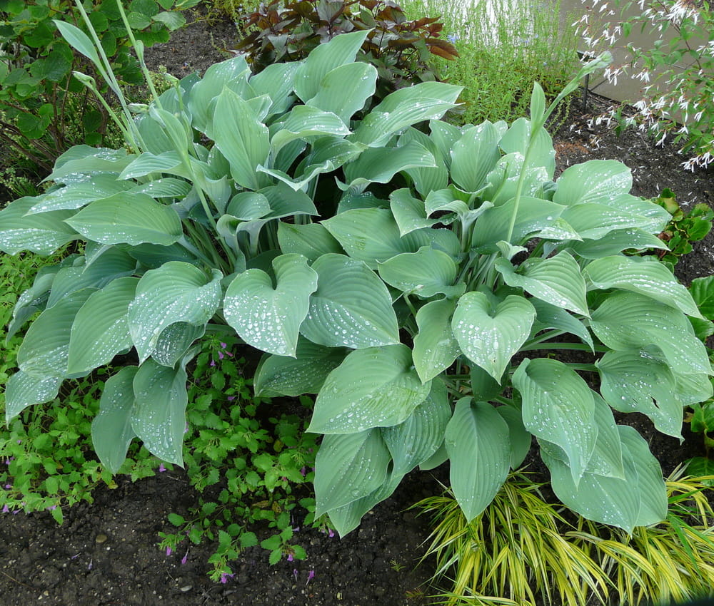 Funkia - HOSTA KROSSA REGAL