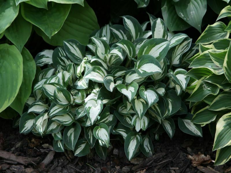 Funkia - HOSTA PANDORA'S BOX