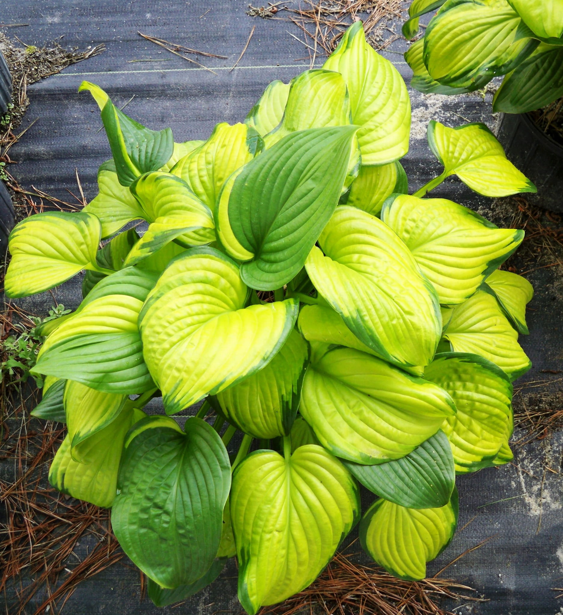 Funkia HOSTA STAINED GLASS