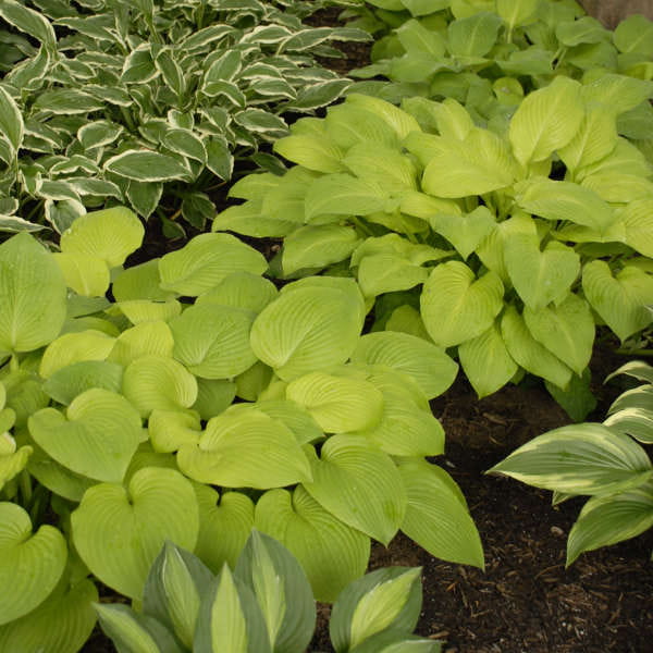 Funkia Hosta AUGUST MOON