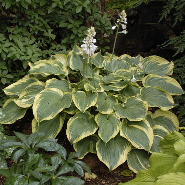 Funkia - HOSTA EARTH ANGEL