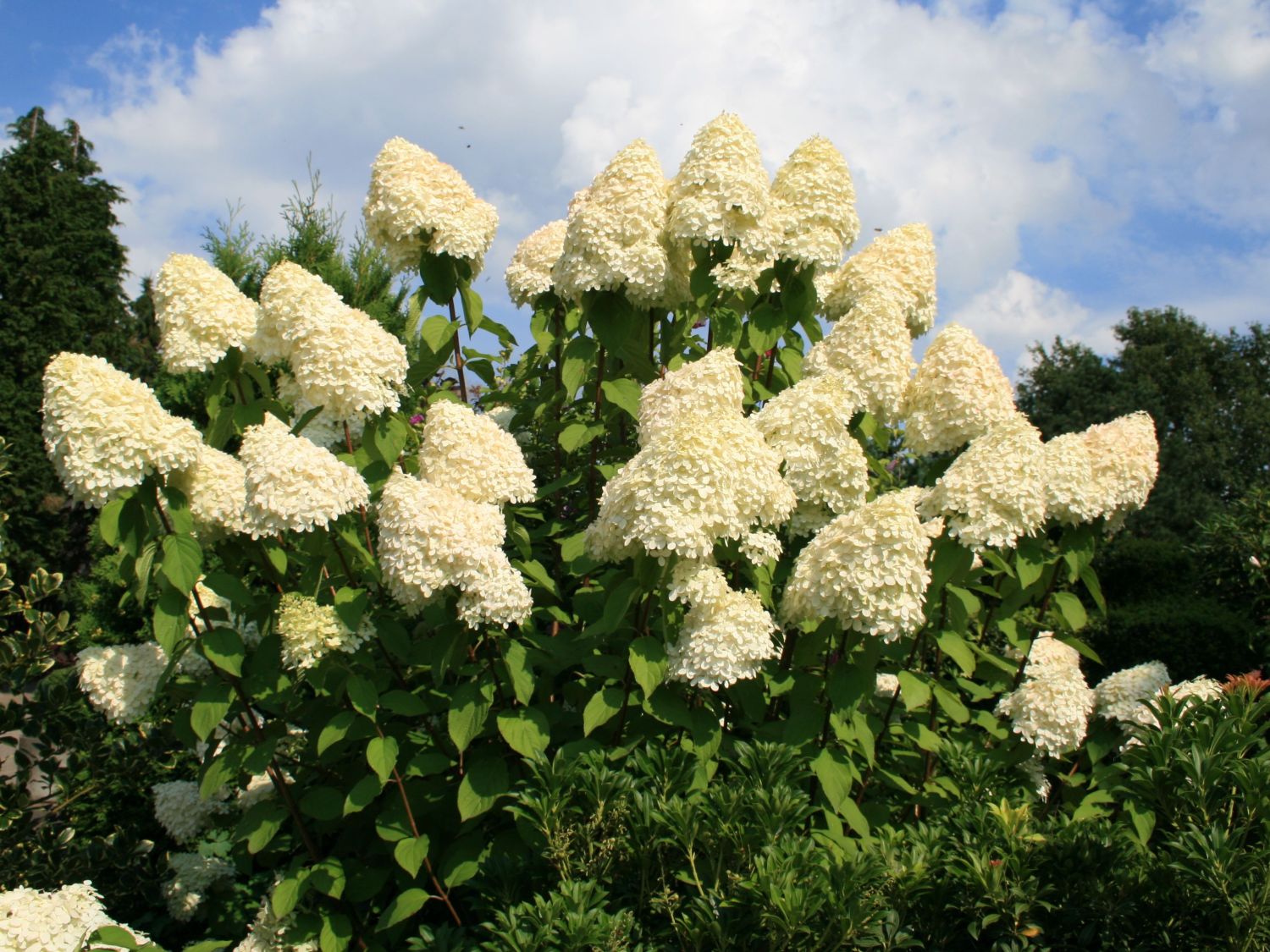 Hortensja Bukietowa GRANDIFLORA