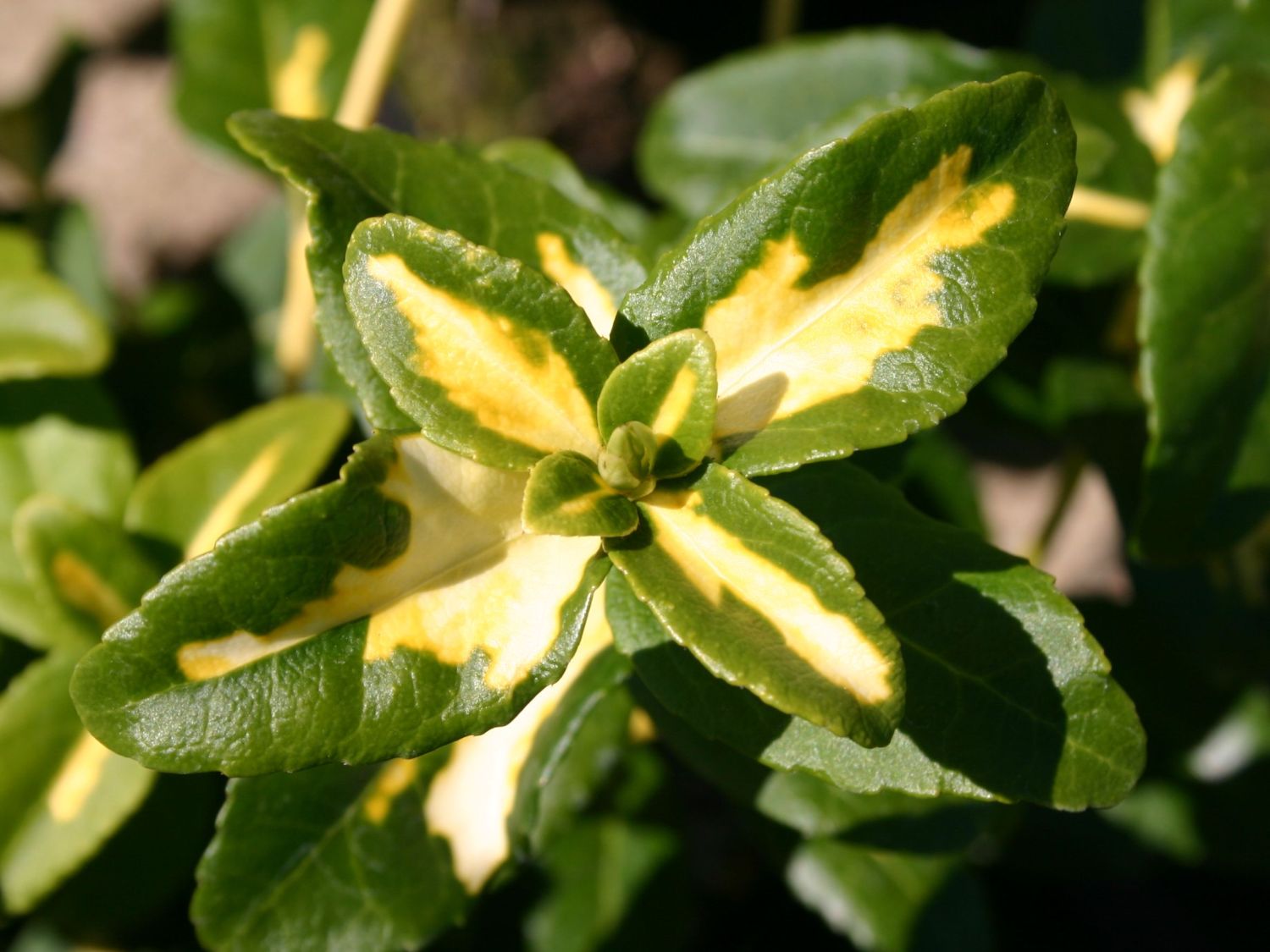 Trzmielina SUNSPOT