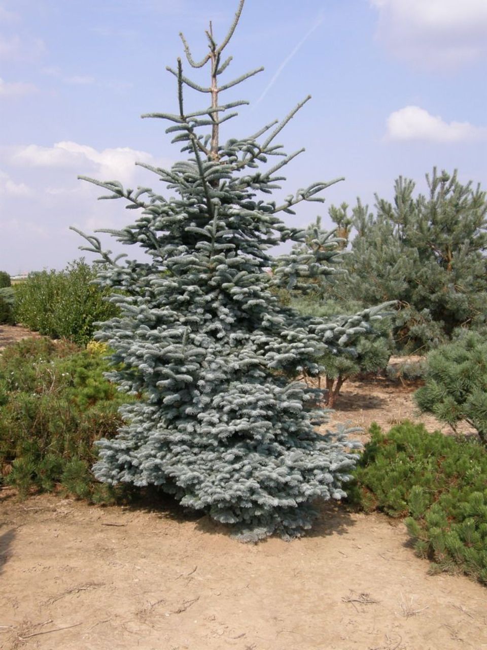 Jodła szlachetna GLAUCA