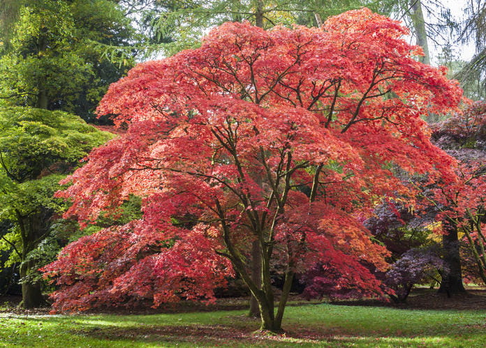 Klon palmowy ATROPURPUREA