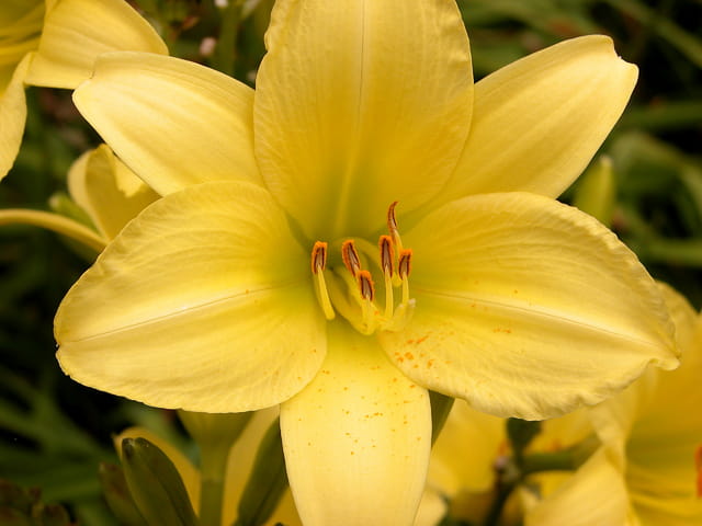 Liliowiec Ogrodowy STELLA D'ORO