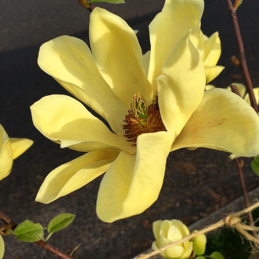 Magnolia BUTTERFLIES