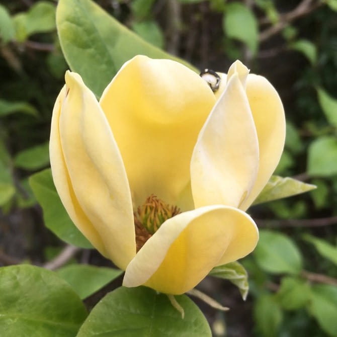 Magnolia DAPHNE