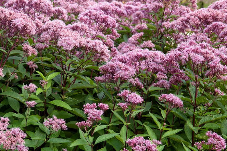 Sadziec plamisty ATROPURPUREUM