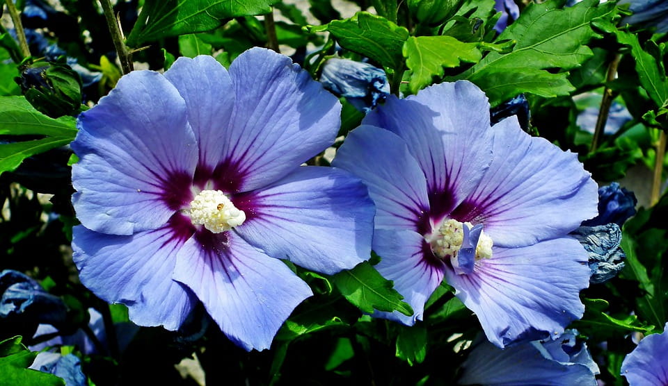 Hibiskus FIOLETOWY - Ketmia syryjska