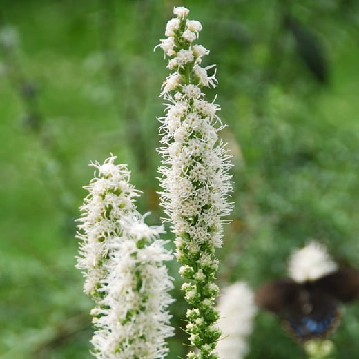 Liatra kłosowa 'Floristan White'