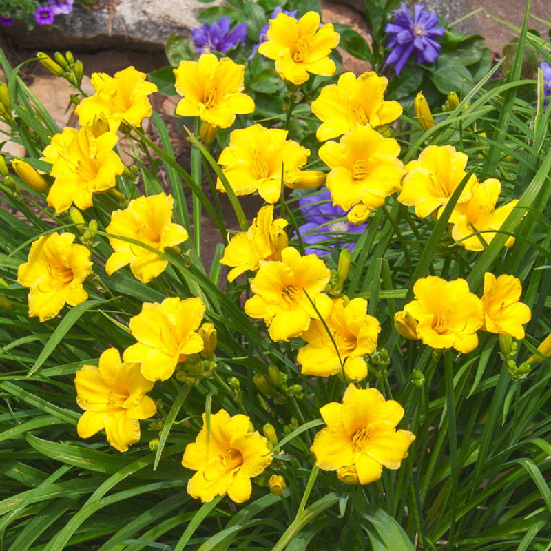 Liliowiec STELLA DE ORO