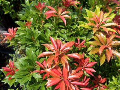 Pieris japoński MAJOR